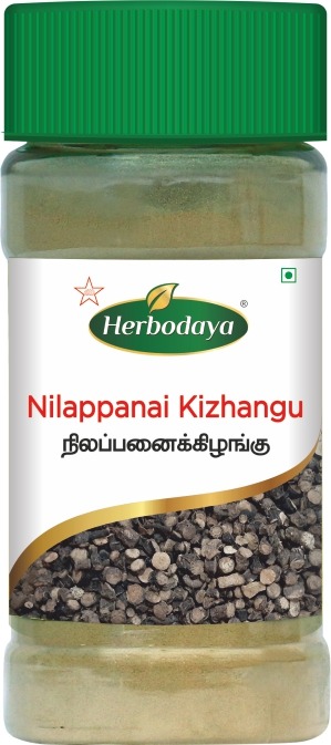 Nilapanan Kizhangu Powder 50gm